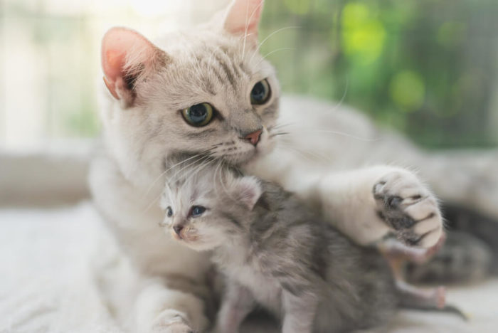 Can Baby Kittens Drink Baby Formula