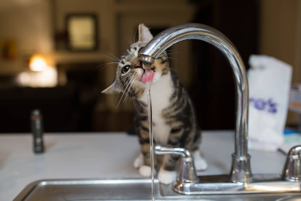 Kittens Drinking Water
