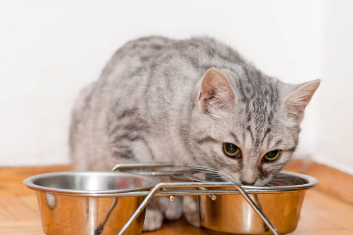 Kittens Drinking Water